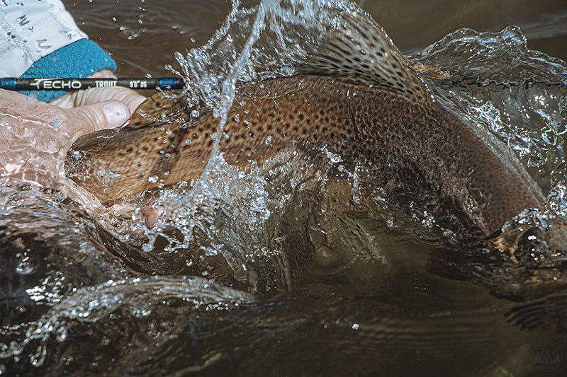 Echo Trout fly rod guide train and thread wraps product detail
